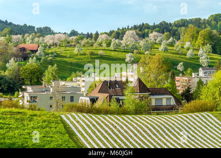 Malerische Frühlingslandschaft am Meggenhorn am Vierwaldstättersee, Schweiz Stockfoto