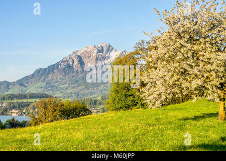 Frühlingslandschaft am Vierwaldstättersee bei Luzern in der Schweiz Stockfoto