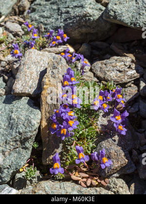 Alpenblume Linaria Alpina (Alpine Toadflax). Foto auf einer Höhe von 2600 Metern gemacht. Aostatal, Italien Stockfoto