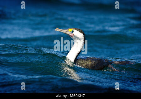 Pied Cormorant (Phalacrocorax varius) Schwimmen im Ozean Stockfoto