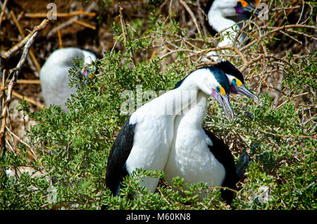 Passende paar Pied Kormorane (Phalacrocorax varius) am Nest in Shoalwater marine Park in der Nähe von Rockingham Western Australia Stockfoto