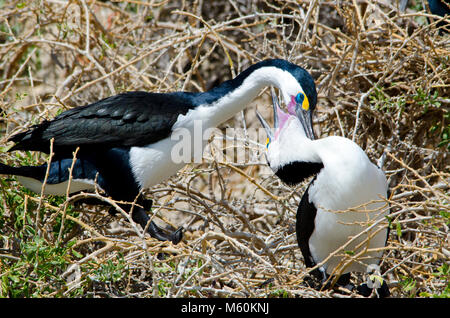 Passende paar Pied Kormorane (Phalacrocorax varius) am Nest in Shoalwater marine Park in der Nähe von Rockingham Western Australia Stockfoto