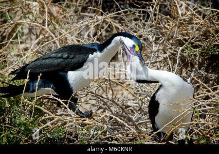 Passende paar Pied Kormorane (Phalacrocorax varius) am Nest in Shoalwater marine Park in der Nähe von Rockingham Western Australia Stockfoto