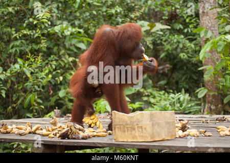 Wilde Orang-Utan (Pongo pygmaeus)-Mutter und Baby essen Bananen auf der Futterplattform im Camp Leakey im Tanjung Puting Nationalpark Stockfoto