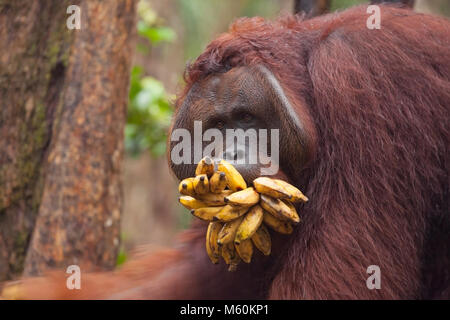 Wilder Orang-Utan-dominanter Rüde (Pongo pygmaeus) mit Mund gefüllt mit Bananen aus Camp Leakey Futterstation im Tanjung Puting Nationalpark Stockfoto