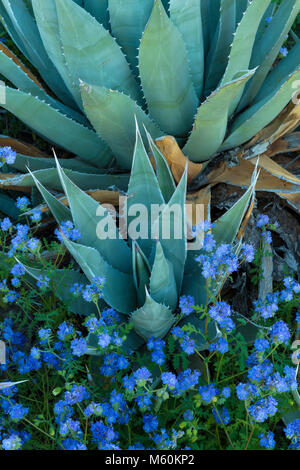 Agave, Blau Phacelia, Glorietta Canyon, Anza-Borrego Desert State Park, Kalifornien Stockfoto