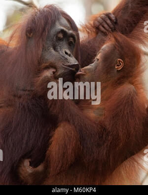 Wilde Orang-Utan-Mutter küsst Baby auf ihrem Schoß im Tanjung Puting Nationalpark (Pongo pygmaeus) Stockfoto