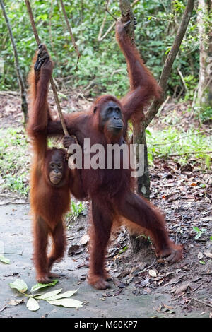 Wilde Borneanische Orang-Utans (Pongo pygmaeus) halten sich an Bäumen fest, während sie auf zwei Beinen im Camp Leakey im Tanjung Puting National Park stehen Stockfoto