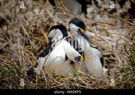 Passende paar Pied Kormorane (Phalacrocorax varius) am Nest in Shoalwater marine Park in der Nähe von Rockingham Western Australia Stockfoto