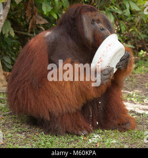 Wild Orang-utan dominante Männchen (Pongo pygmaeus) Essen zusätzliche Essen im Camp Leakey in Tanjung Puting Nationalpark zur Verfügung gestellt Stockfoto