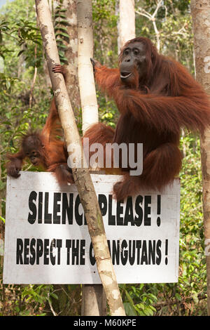 Wilde Orang-Utan-Mutter, die mit ihrem Baby auf dem Schild „Silence Please! Respektiere die Orang-Utans!" In Indonesien Stockfoto