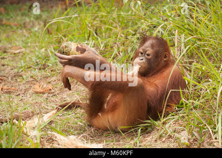 Junge waise Orang-utan spielen mit Kokosnuss im Freien exploration Session in der Orang-utan-Care Center (Pongo pygmaeus) Stockfoto