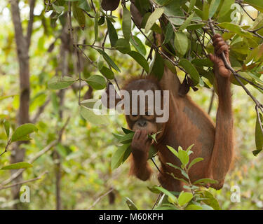 Neugieriger Baby-Waise Orangutan (Pongo pygmaeus), der am Baum hängt und mit Blättern spielt, im Waldtraining im Orangutan Care Center Stockfoto