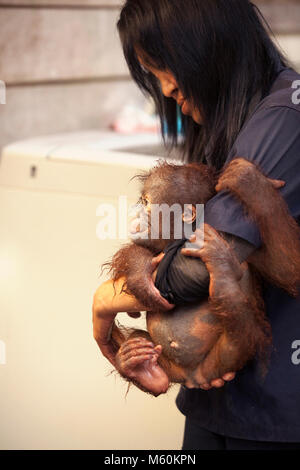 Orangutan (Pongo pygmaeus), das sich an der indonesischen Pflegekraft im Orangutan Care Center and Quarantine in Borneo, Indonesien, klammert Stockfoto