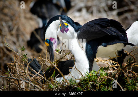 Passende paar Pied Kormorane (Phalacrocorax varius) am Nest in Shoalwater marine Park in der Nähe von Rockingham Western Australia Stockfoto