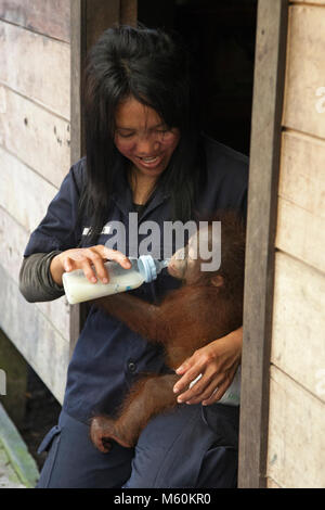 Eine Pflegefrau, die ein Jahr altes Orang-Utan mit Flaschen füttert, auf dem Schoß im Orang-Utan-Pflegezentrum der Orang-Utan Foundation International Stockfoto