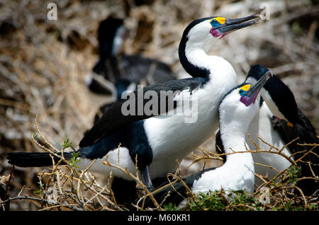 Passende paar Pied Kormorane (Phalacrocorax varius) am Nest in Shoalwater marine Park in der Nähe von Rockingham Western Australia Stockfoto