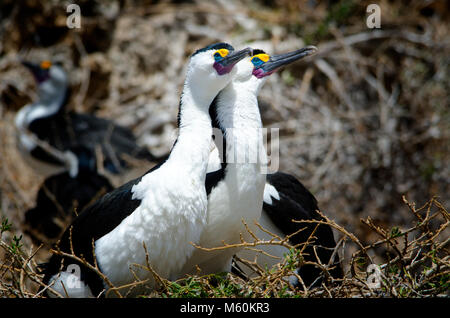 Passende paar Pied Kormorane (Phalacrocorax varius) am Nest in Shoalwater marine Park in der Nähe von Rockingham Western Australia Stockfoto