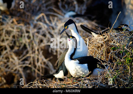 Passende paar Pied Kormorane (Phalacrocorax varius) am Nest in Shoalwater marine Park in der Nähe von Rockingham Western Australia Stockfoto