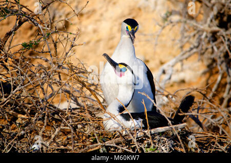 Passende paar Pied Kormorane (Phalacrocorax varius) am Nest in Shoalwater marine Park in der Nähe von Rockingham Western Australia Stockfoto