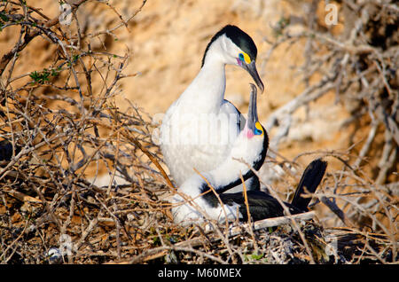 Passende paar Pied Kormorane (Phalacrocorax varius) am Nest in Shoalwater marine Park in der Nähe von Rockingham Western Australia Stockfoto