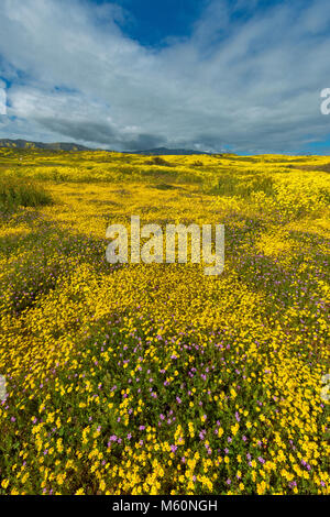 Goldfields, Baby blaue Augen, Monolopia, Carizzo Plain National Monument, San Luis Obispo County, Kalifornien Stockfoto