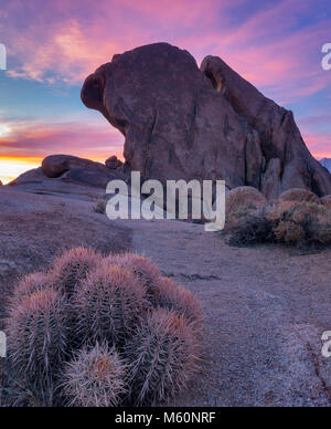 Dawn, Cottontop Kaktus, Echinocactus polycephalus, Alabama Hills, Inyo National Forest, östlichen Sierra, Kalifornien Stockfoto