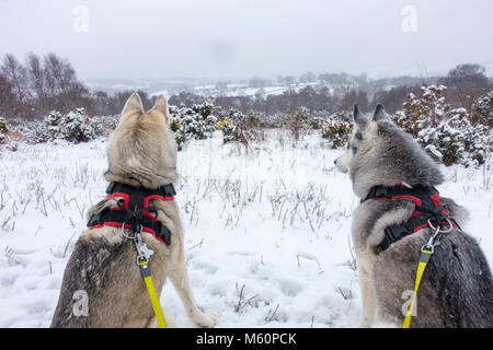Flintshire, Wales, Großbritannien, 27. Februar 2018, UK Wetter: Das Tier aus dem Osten kommt mit einer Rache bei Temperaturen unter -3C und starke Schneefälle in Flintshire. Schlittenhunde Neena und Kira entspannt auf Ihrem Spaziergang in den tiefen Schnee im Dorf Lixwm mit Schnee cotinuing vom Tier aus dem Osten Wetter arrriving im Bereich fallen, Flintshire © DGDImages/Alamy leben Nachrichten Stockfoto