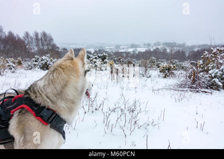 Flintshire, Wales, Großbritannien, 27. Februar 2018, UK Wetter: Das Tier aus dem Osten kommt mit einer Rache bei Temperaturen unter -3C und starke Schneefälle in Flintshire. Husky Hund Neena entspannen auf herwalk im tiefen Schnee im Dorf Lixwm mit Schnee cotinuing vom Tier aus dem Osten Wetter arrriving im Bereich fallen, Flintshire © DGDImages/Alamy leben Nachrichten Stockfoto