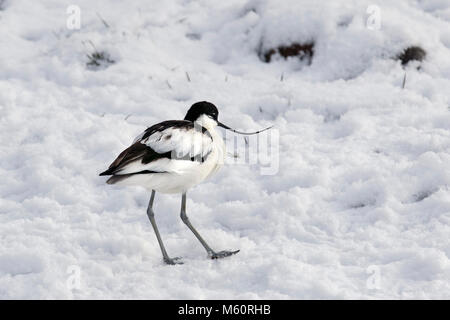 Tarleton, Lancashire, 27 Feb, 2018. UK Wetter. Wild- und Wasservögel Jagd nach Nahrung in dem kalten Wetter. Der säbelschnäbler ist ein markant-gemusterten Schwarz und Weiß wader mit einer langen, gebogenen Schnabel. Dieser Zeitplan 1 Arten ist das Wahrzeichen der RSPB und symbolisiert den Vogelschutz in Großbritannien mehr als jede andere Spezies. Credit: MediaWorldImages/AlamyLiveNews. Stockfoto