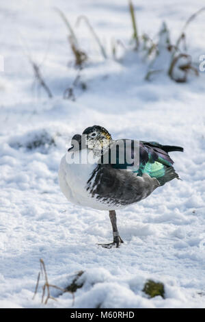 Tarleton, Lancashire, 27 Feb, 2018. UK Wetter. Wild- und Wasservögel Jagd nach Essen kalt. Der Knopf-billed Duck, oder Afrikanische kamm Ente, ist eine Ente in tropischen Feuchtgebiete in Sub-Sahara Afrika, Madagaskar und Südasien aus Pakistan nach Laos und extremen südlichen China gefunden. Credit: MediaWorldImages/AlamyLiveNews. Stockfoto