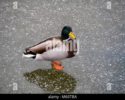 Great Dunmow, Essex. 27 Feb, 2018. UK Wetter: Eine wilde Stockente Spaziergänge auf den schneebedeckten Eis auf Luckins Teich in Great Dunmow Essex UK am 27. Februar 2018 Credit: William Edwards/Alamy leben Nachrichten Stockfoto