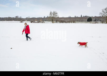 Hoxne, Suffolk, Großbritannien. 26 Feb, 2018. UK Wetter: Hund Wandern im Schnee während der "das Tier aus dem Osten". Stockfoto