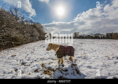 Hoxne, Suffolk, Großbritannien. 27 Feb, 2018. UK Wetter: Schnee Aktuelles. Mehr Schnee Flocken in der Luft fallen auf ein Pony in einem Feld, Hoxne, Suffolk, Großbritannien. Credit: Graham Turner, Alamy Leben Nachrichten. Stockfoto