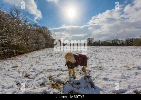 Hoxne, Suffolk, Großbritannien. 27 Feb, 2018. UK Wetter: Schnee Aktuelles. Mehr Schnee Flocken in der Luft fallen auf ein Pony in einem Feld, Hoxne, Suffolk, Großbritannien. Credit: Graham Turner, Alamy Leben Nachrichten. Stockfoto