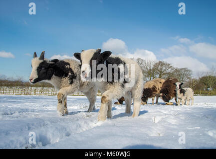 Preston, Lancashire, UK. 27 Feb, 2018. Jakob Mutterschafe und Lämmer im Schnee am Longridge, Preston, Lancashire. Quelle: John Eveson/Alamy Live News Credit: John Eveson/Alamy leben Nachrichten Stockfoto