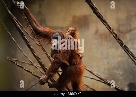 Februar 26, 2018 - Málaga, Spanien - ein Bornesischen Orang-utan (Pongo pygmaeus) namens Suli, und ihre weiblichen baby Kali gesehen hängen an einem Seil in den Einhausungen in Fuengirola Bioparc. (Bild: © JMERIDA IMG 27022018 6.jpg/SOPA Bilder über ZUMA Draht) Stockfoto