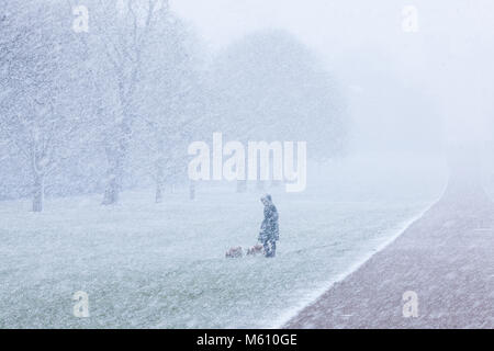 Windsor, Großbritannien. 27. Februar, 2018. Eine Frau geht zwei Hunde im Blizzard Bedingungen neben den schon lange im Windsor Great Park entfernt. Credit: Mark Kerrison/Alamy leben Nachrichten Stockfoto