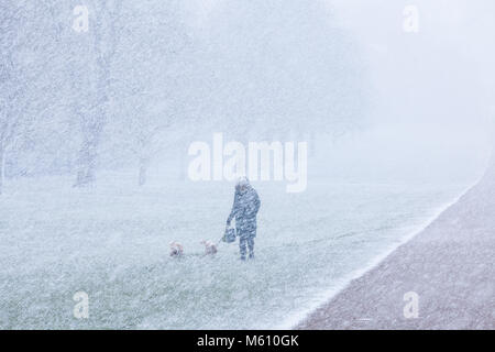 Windsor, Großbritannien. 27. Februar, 2018. Eine Frau geht zwei Hunde im Blizzard Bedingungen neben den schon lange im Windsor Great Park entfernt. Credit: Mark Kerrison/Alamy leben Nachrichten Stockfoto
