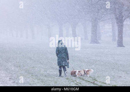 Windsor, Großbritannien. 27. Februar, 2018. Eine Frau geht zwei Hunde im Blizzard Bedingungen neben den schon lange im Windsor Great Park entfernt. Credit: Mark Kerrison/Alamy leben Nachrichten Stockfoto