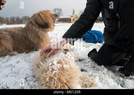 London, Großbritannien. 27. Februar, 2018. Hunde und die Bewohner genießen Sie den Schnee nach der Ankunft der sogenannten Tier aus dem Osten Kälteeinbruch. Foto Datum: Dienstag, 27. Februar 2018. Credit: Roger Garfield/Alamy leben Nachrichten Stockfoto