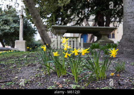 Windsor, Großbritannien. 27. Februar, 2018. Narzissen in der Blüte auf dem Friedhof des hl. Johannes des Täufers Windsor Pfarrkirche. Credit: Mark Kerrison/Alamy leben Nachrichten Stockfoto