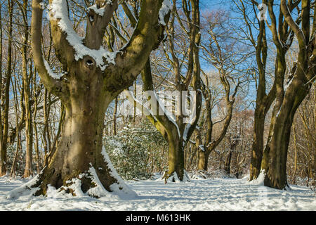 Schnee auf der South Downs in der Nähe von Brighton, England. Stockfoto