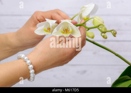 Frau kümmert sich um die weiße Orchidee, das Tragen von Ring und Armband der Japanischen weißen Perlen. Stockfoto