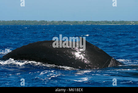 Humback Wal, Megaptera novaeangliae. Pangai Insel. Ha'apai Inseln. Tonga. Polynesien Stockfoto