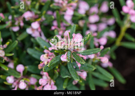 'Blue Ice' Bog-Rosmarin, Rosling (Andromeda Polifolia) Stockfoto