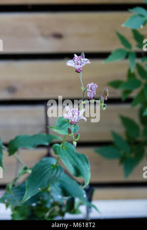 'Purple Beauty' Japanische orchidee Lilie, Hårig skugglilja (Tricyrtis hirta) Stockfoto