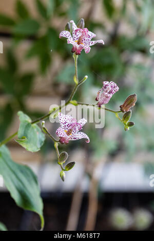 'Purple Beauty' Japanische orchidee Lilie, Hårig skugglilja (Tricyrtis hirta) Stockfoto