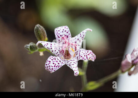 'Purple Beauty' Japanische orchidee Lilie, Hårig skugglilja (Tricyrtis hirta) Stockfoto