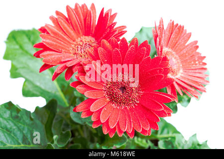 Gerbera, Gerbera (Gerbera cantabrigiensis x hybrida) Stockfoto